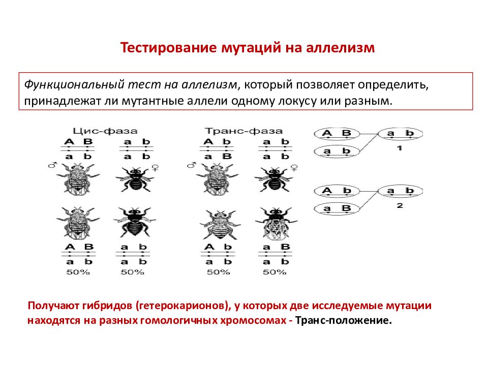 Генетическое картирование. Функциональный критерий аллелизма. Функциональный и рекомбинационный критерии аллелизма. Цис-транс тест на аллелизм. Ступенчатый аллелизм.