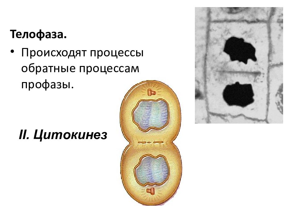 Цитокинез это в биологии