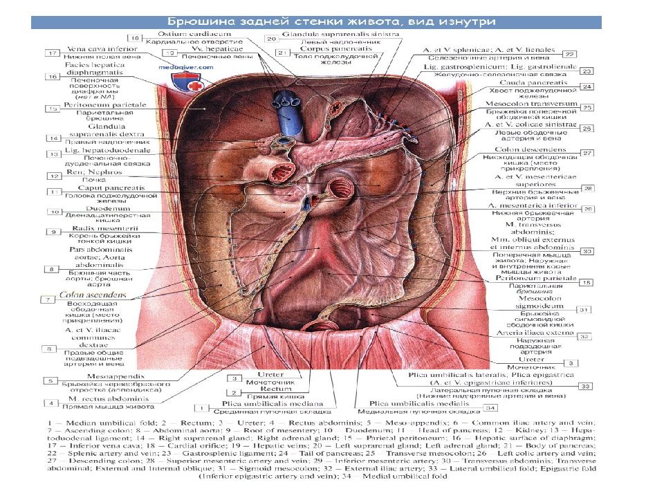 Какие железы расположены в брюшной полости. Расположение органов к брюшине. Брюшина анатомия человека кратко и понятно. Строение брюшной полости.
