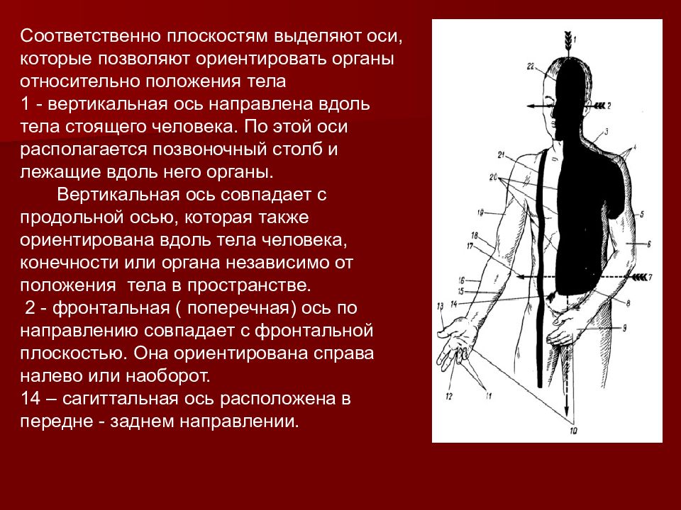 Вертикально поперечная ось. Оси тела человека в анатомии. Оси и плоскости в анатомии человека. Вертикальная ось анатомия. Вертикальная ось вдоль тела.