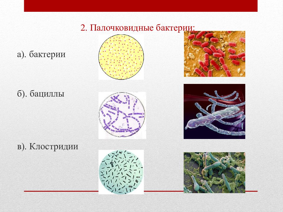 Палочковидные