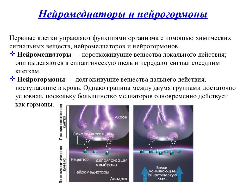 Презентация биохимия нервной системы