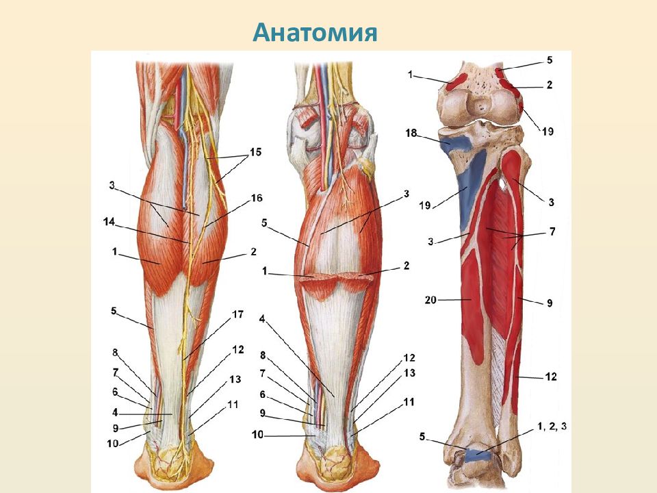 Строение ноги до колена. Анатомия мышц и сухожилий голени. Икроножная мышца голени. Мышцы голени анатомия человека. Икроножная мышца анатомия связок.