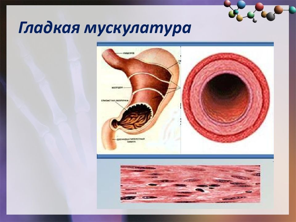 Гладкая мускулатура. Гладкая мускулатура кровеносных сосудов. Гладкие мышцы внутренних органов. Органы с гладкой мускулатурой.