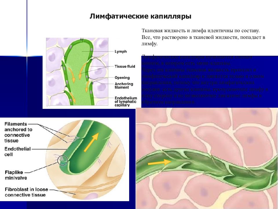 Лимфатическая жидкость. Лимфатические капилляры. Лимфатические капилляры строение. Лимфатические капилляры отсутствуют в. Лимфатический капиляр.