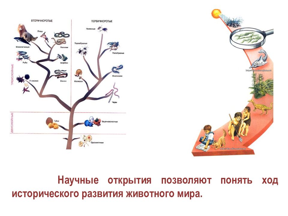 Животные и научные открытия. Эволюция животных презентация. Карта эволюции животных.