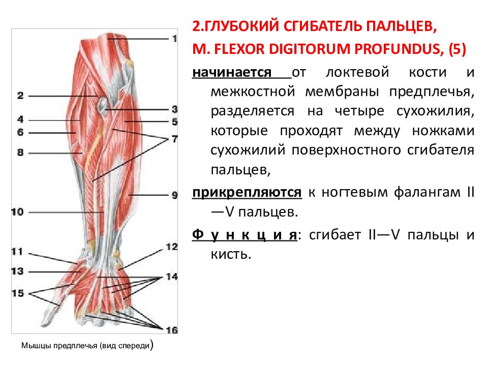 Движение верхних. Кости и мышцы верхних конечностей. Передняя группа поверхностных мышц верхних конечностей. Морфофункциональная характеристика мышц конечности. Морфофункциональные мышцы скелета.