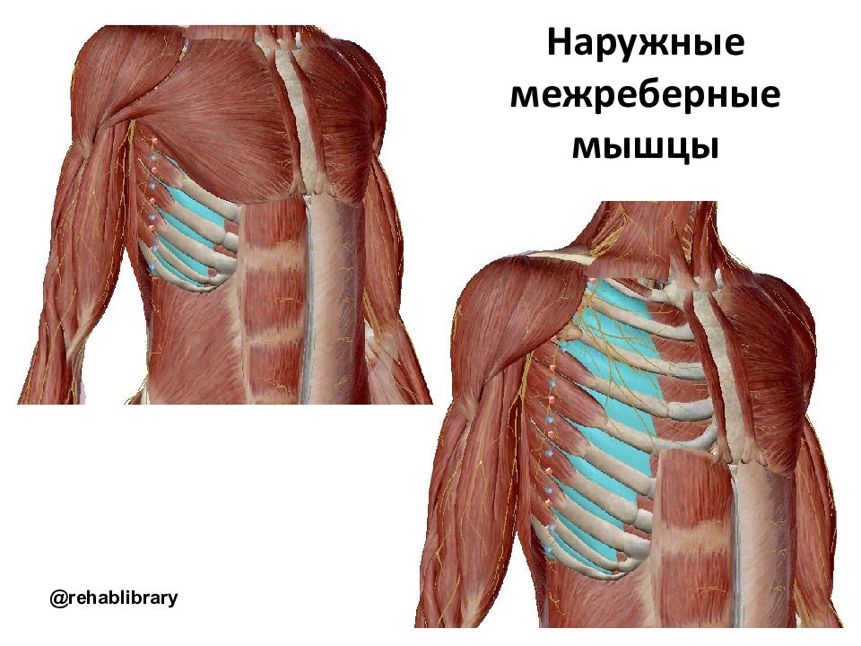 Межреберные мышцы участвуют в. Mm. Intercostales interni, внутренние межреберные мышцы. Наружные межреберные мышцы. Наружные межреберные мышцы анатомия. Наружние межрёберные мышцы.