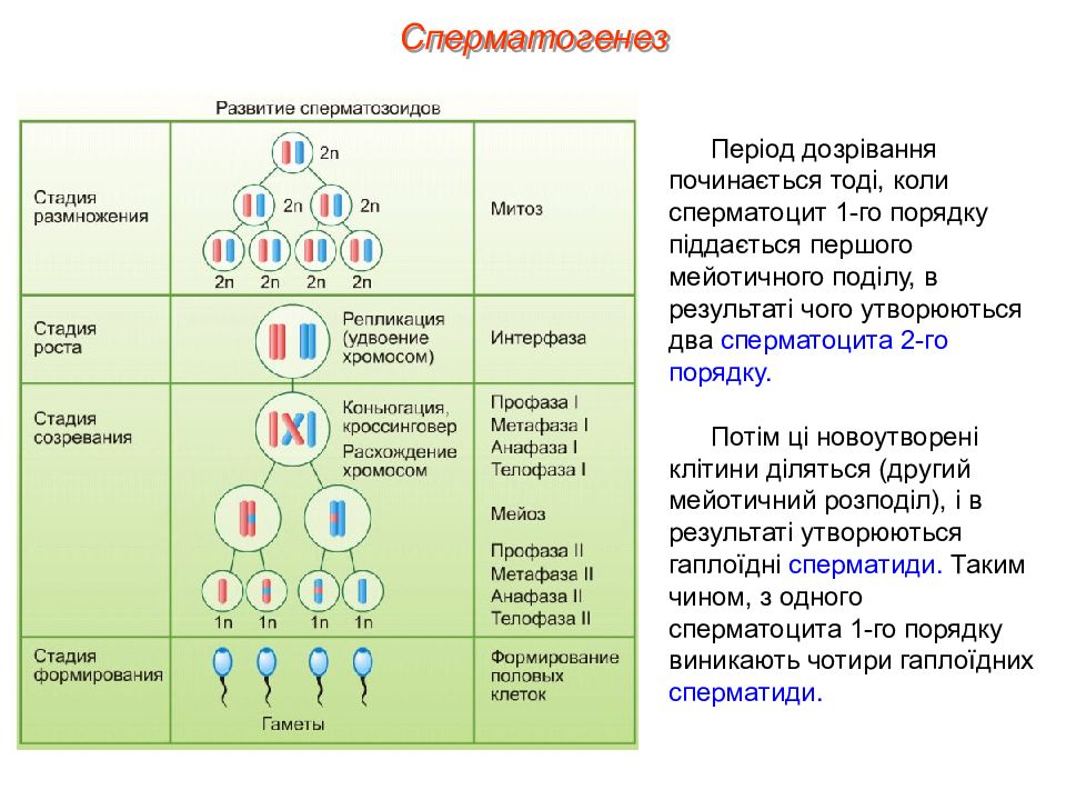 Расставьте на схеме недостающие подписи гаметогенез у животных