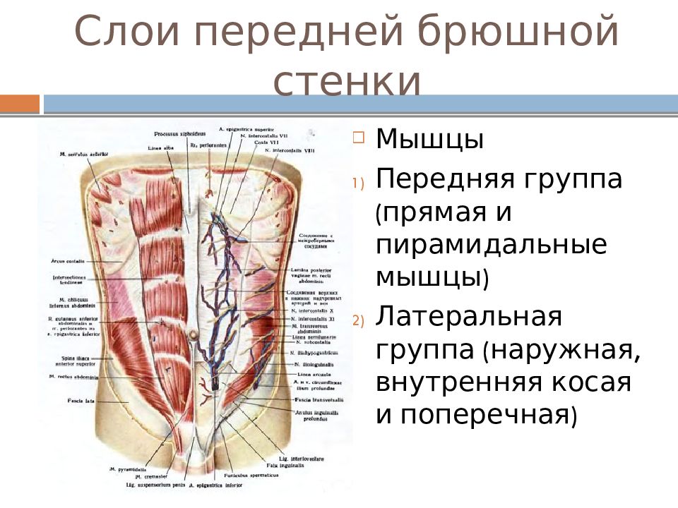 Передняя брюшная стенка. Мышцы брюшной стенки топографическая анатомия. Передняя брюшная стенка топографическая анатомия. Топографическая анатомия передней брюшной стенки живота. Слои живота топографическая анатомия.