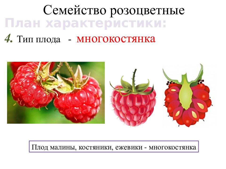 Плод ягода многокостянка. Костянка и многокостянка. Многокостянка малины. Строение плода малины.