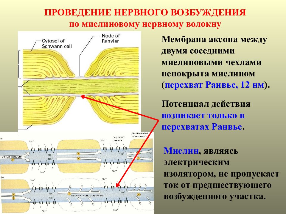 Проводящий нервные. Миелиновые нервные волокна Ранвье. Миелин перехват Ранвье. Перехват Ранвье в нервном волокне. Перехват Ранвье строение.