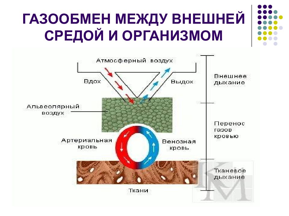 Дыхание и среда организма. Газообмен между внешней средой и организмом. Газообмен между внешней средой и организмом (этапы дыхания). Этапы газообмена в организме. Фазы газообмена между внешней средой и организмом..