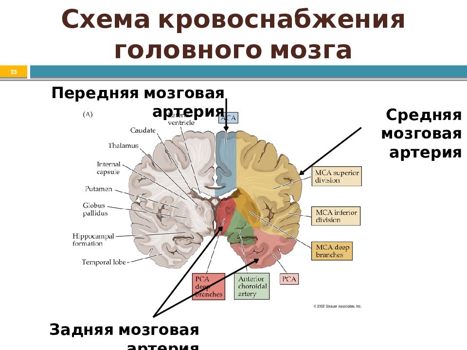 Бассейны кровоснабжения головного мозга схема