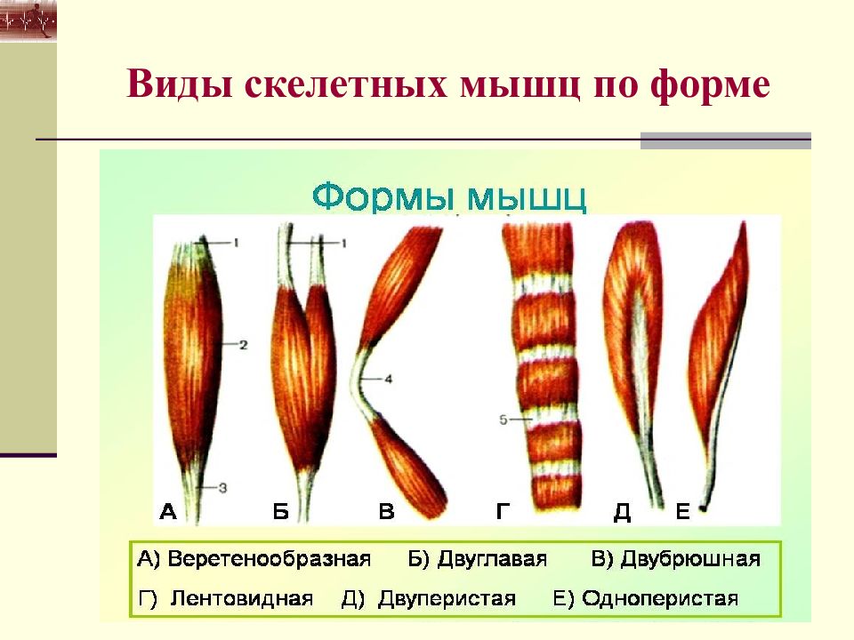 Рисунок скелетных мышц