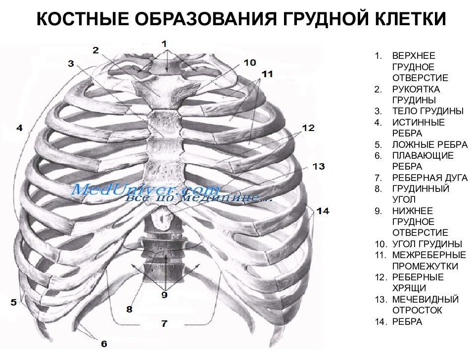 Верхний край ребра. Реберная дуга анатомия человека. Ребра и Грудина анатомия. Грудная клетка реберная дуга скелет. Рукоятка грудины мечевидный отросток.
