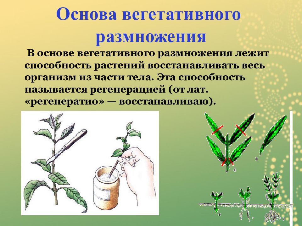 Рассмотрите рисунок с изображением вегетативного размножения комнатного растения как называют этот