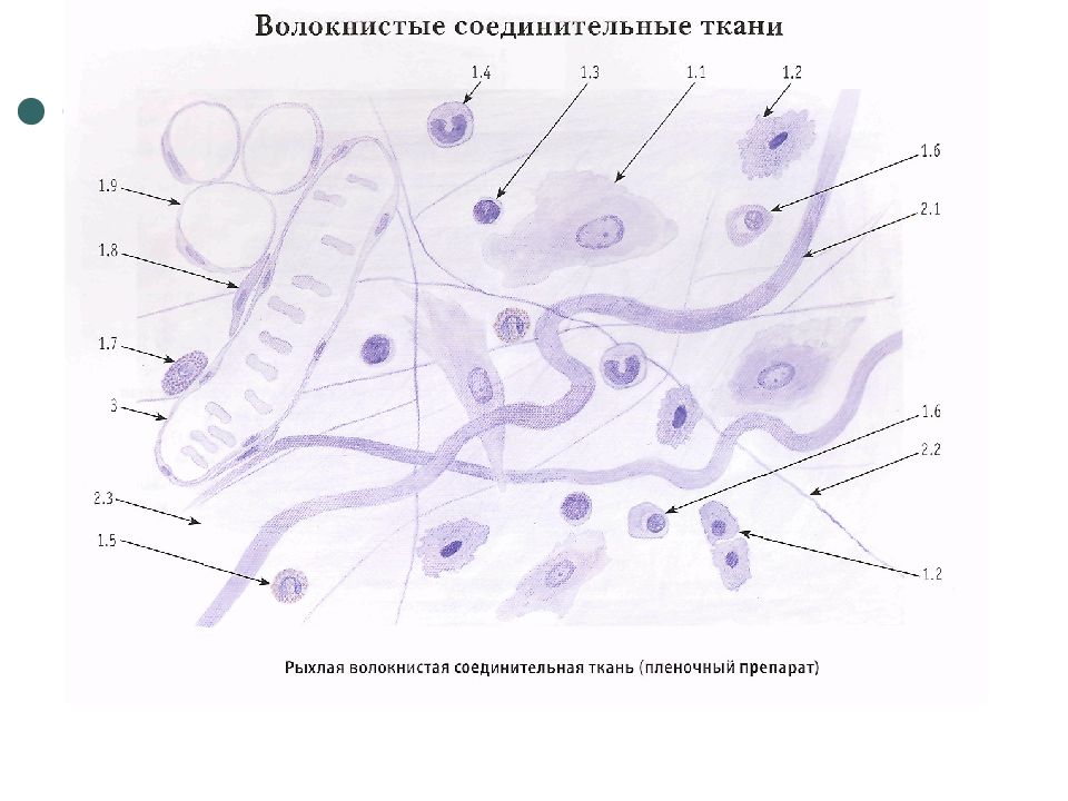 Рыхлая волокнистая неоформленная соединительная ткань рисунок с подписями