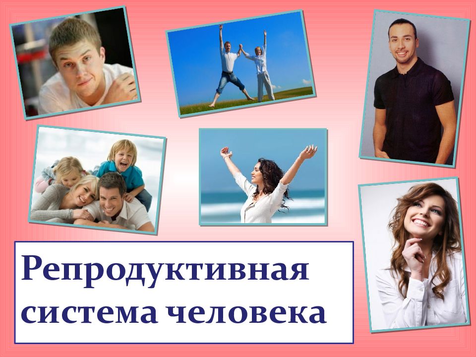 Репродуктивная система человека