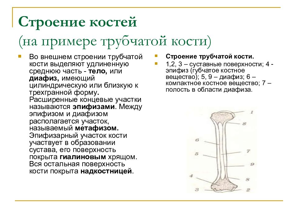 Схема трубчатой кости