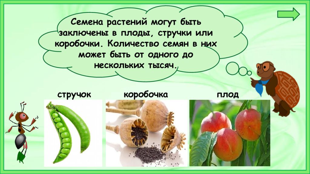 Плоды и семена собирают. Плоды и семена. Плоды растений. Плоды и семена презентация. Плоды и семена различных растений.