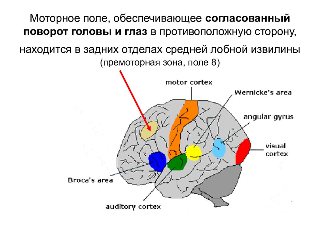 Моторная зона коры находится в. Зоны головного мозга Брока и Вернике. Речевые центры Брока и Вернике. Центры Брока и Вернике в головном мозге. Речевые центры. Зона Брока. Зона Вернике.