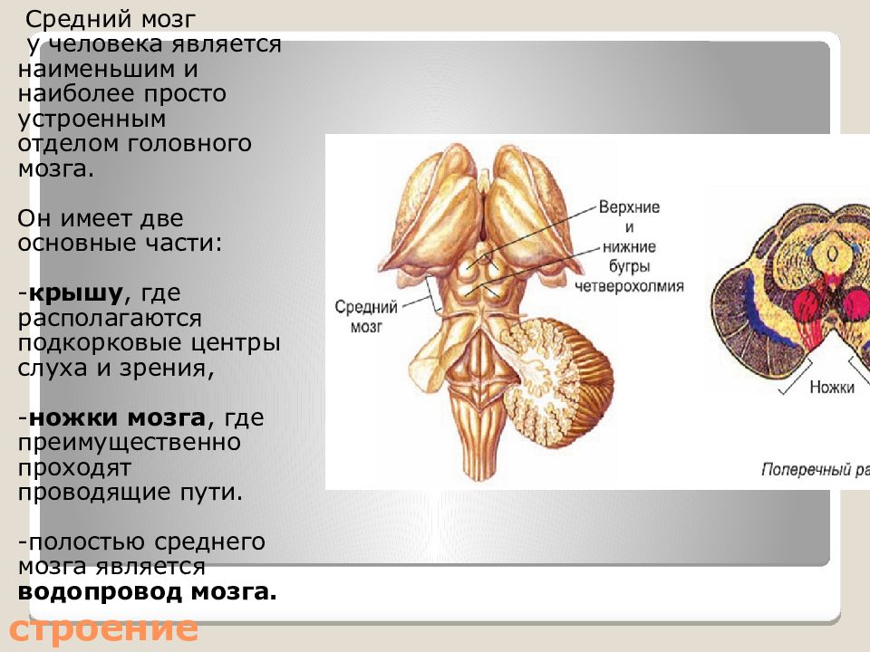 Средний мозг презентация