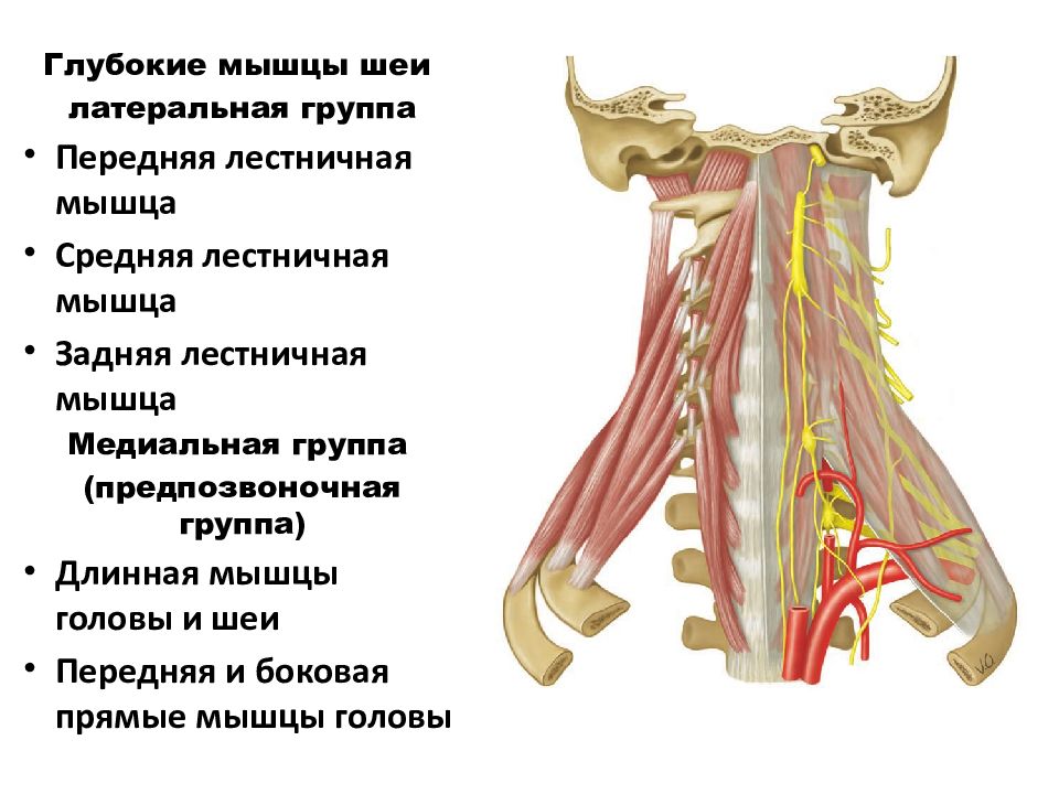 Где находится лестничная мышца у человека картинки