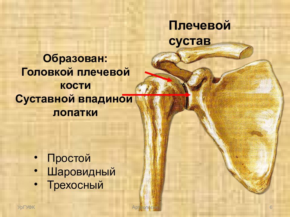 Соединения костей плечевого пояса. Плечевой кости плечевой кости. Суставной бугорок плечевой кости. Кости верхней конечности головка плечевой кости. Плечевой сустав анатомия кость.