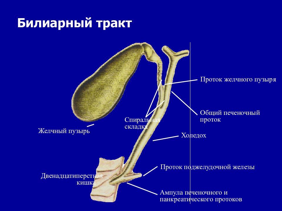 Печеночный проток