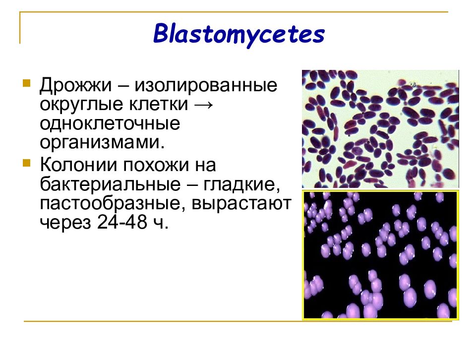 Rickettsia prowazekii морфология. Колонии риккетсий.