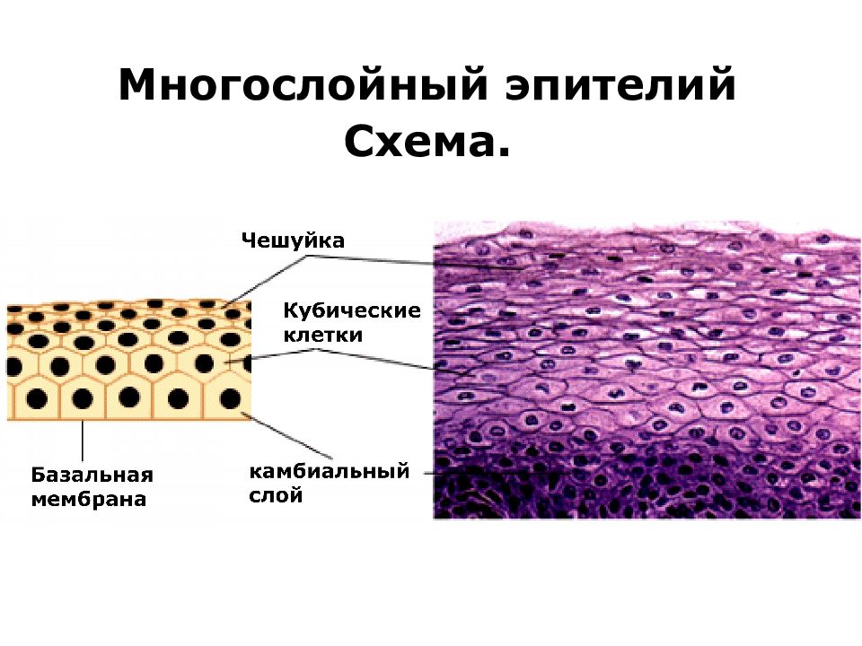 На какие группы делятся ткани