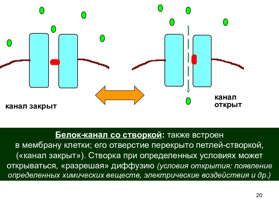 Канал белков. Замкнутый канал. Белковый канал это определение. Открытие каналов в клеточных мембранах 21 век. Термически закрытый канал.