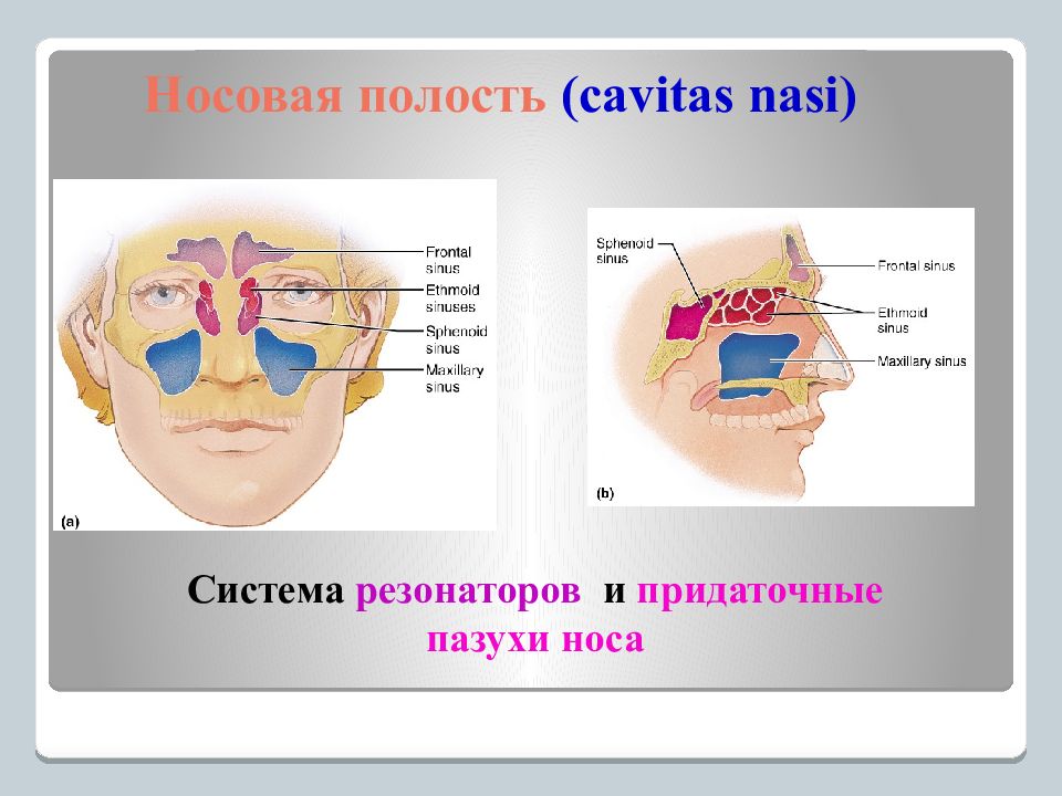 Анатомия придаточных пазух. Околоносовые пазухи и придаточные пазухи. Околоносовые придаточные пазухи. Околоносовые пазухи функции. Носовые ходы придаточные пазухи.