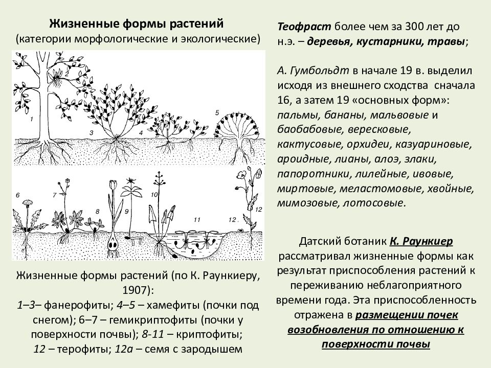 Какой фактор оказывал наибольшее влияние на формирование кроны сосен изображенных на рисунке