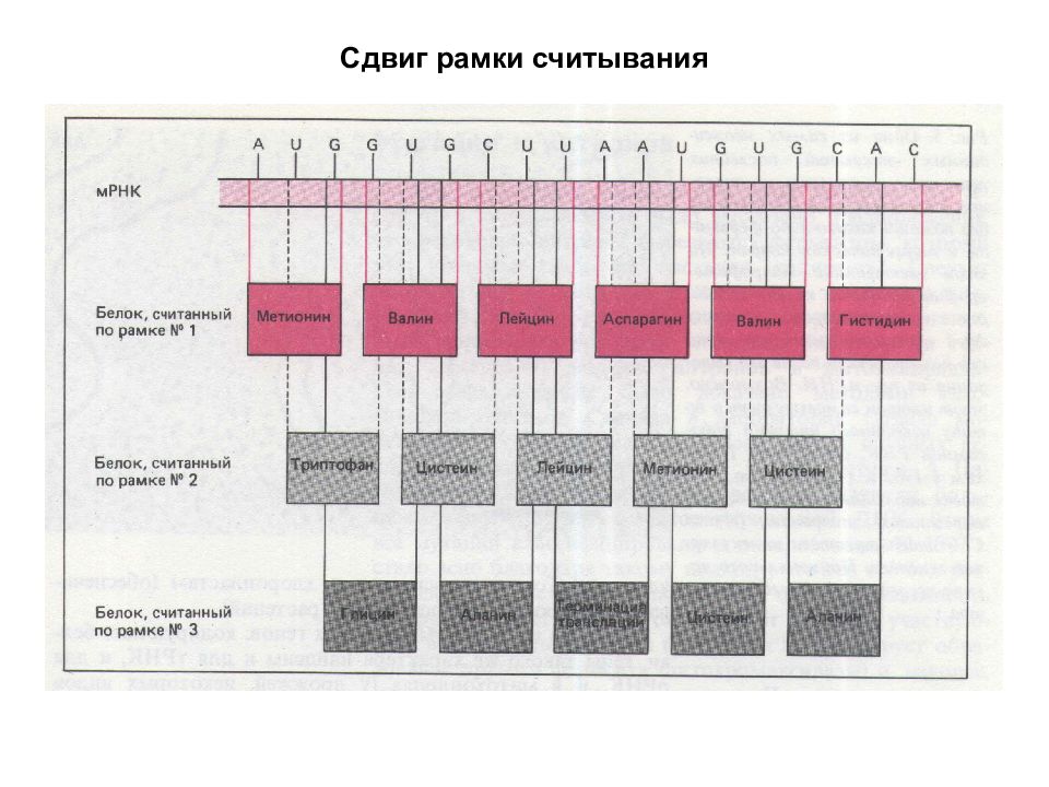 Открытая рамка считывания. Делеция сдвиг рамки считывания. Делеция приводящая к сдвигу рамки считывания. Мутации сдвига рамки чтения. Мутации со сдвигом рамки считывания генетического кода.