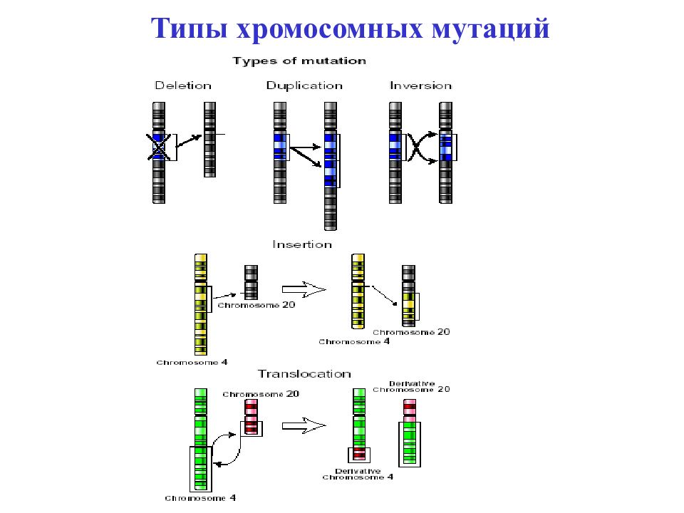 Удвоение участка хромосомы какая мутация. 5 Основных типов хромосомных мутаций. Хромосомные мутации схема. Схема хромосомных перестроек.