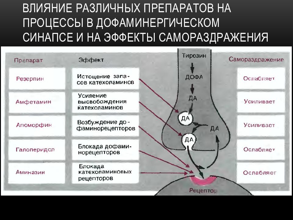 Средства влияющие на синапсы. Влияние препаратов на дофаминергический синапс. Дофаминергический синапс строение. Передача возбуждения в синапсах вегетативной нервной системы. Схема дофаминергического синапса.