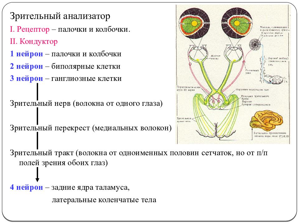 Проводящий путь зрительного анализатора схема