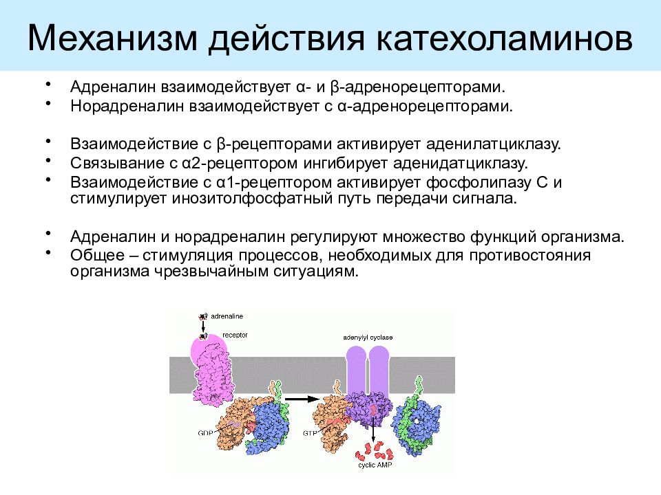 Адреналин кишечник. Механизм взаимодействия норадреналина с рецепторами.. Механизм действия катехоламинов биохимия. Механизм действия катехоламинов на эффекторные клетки. Механизм передачи сигнала для катехоламины.