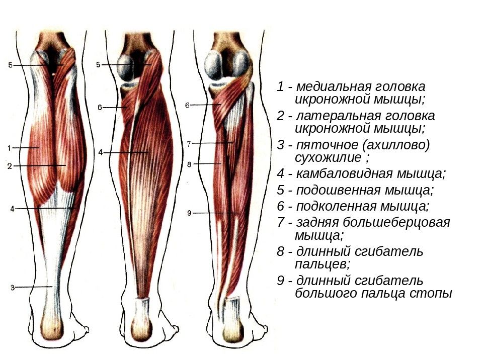 Строение ноги до колена. Икроножная и камбаловидная мышцы. Камбаловидная мышца анатомия. Анатомия икроножной мышцы человека. Сухожилие медиальной головки икроножной мышцы.