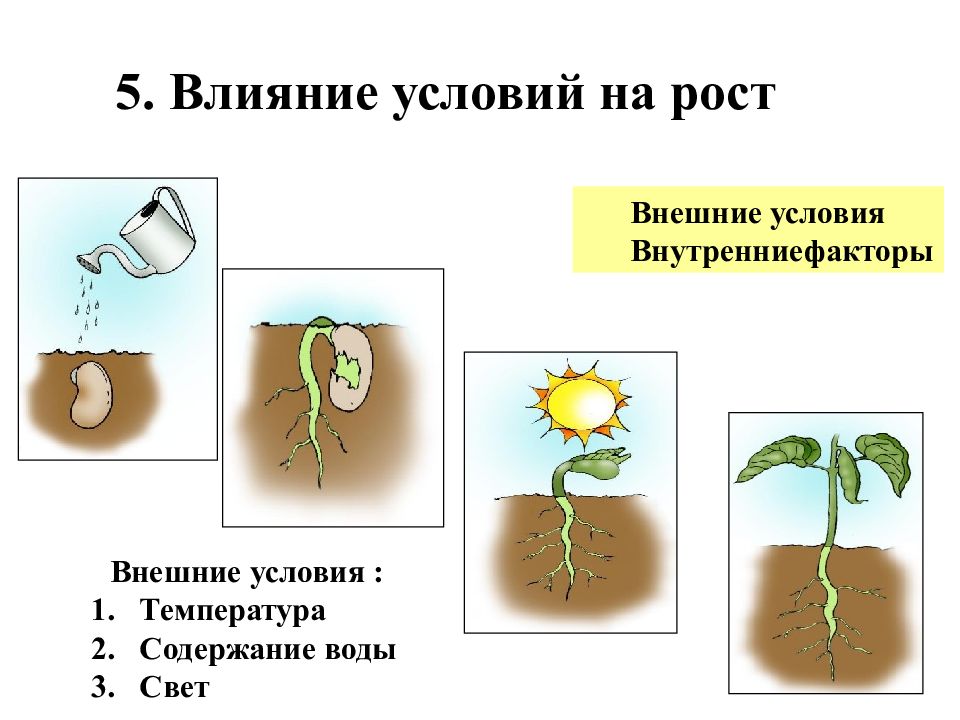 Презентация рост и развитие растений