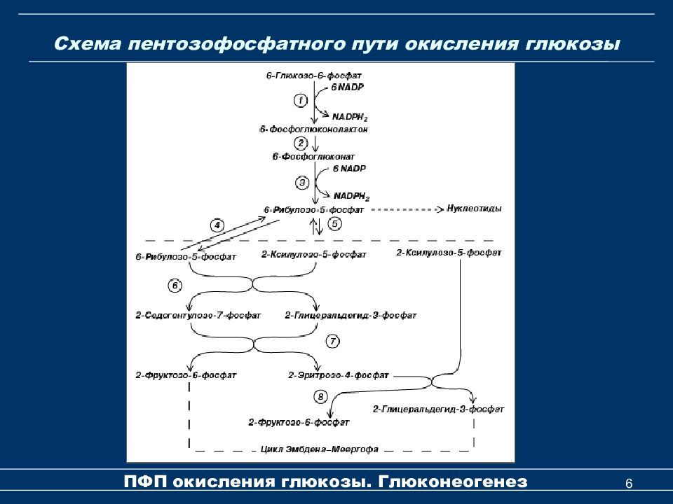 Последовательность процессов окисления глюкозы в клетках. Схема процесса пентозофосфатный путь превращения Глюкозы. Глюкозо-6-фосфата в 6-фосфоглюконат. Пентозофосфатный путь (ПФП). Пентозофосфатный путь окисления биохимия.