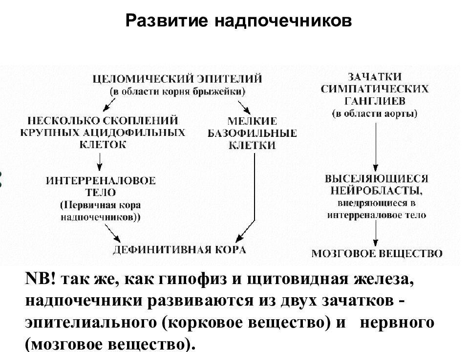 Развитие стр. Источники развития надпочечников. Источник развития коркового вещества надпочечников. Развитие мозгового вещества надпочечников. Эмбриональные источники развития надпочечников.