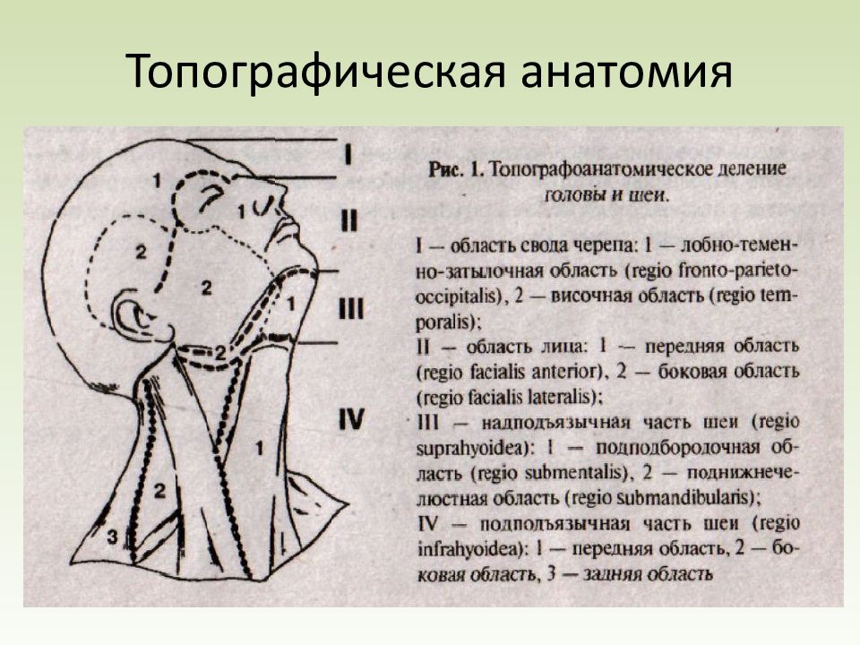 Топографическая анатомия это. Топографические области головы. Область в топографической анатомии это. Топографические области лица. Области лица топографическая анатомия.