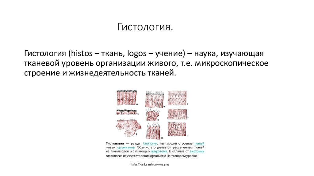 Ткани гистология. Гистология тканей классификация функции. Ткани. Типы тканей. Гистология. Критерии классификации тканей гистология. Понятие ткань гистология.