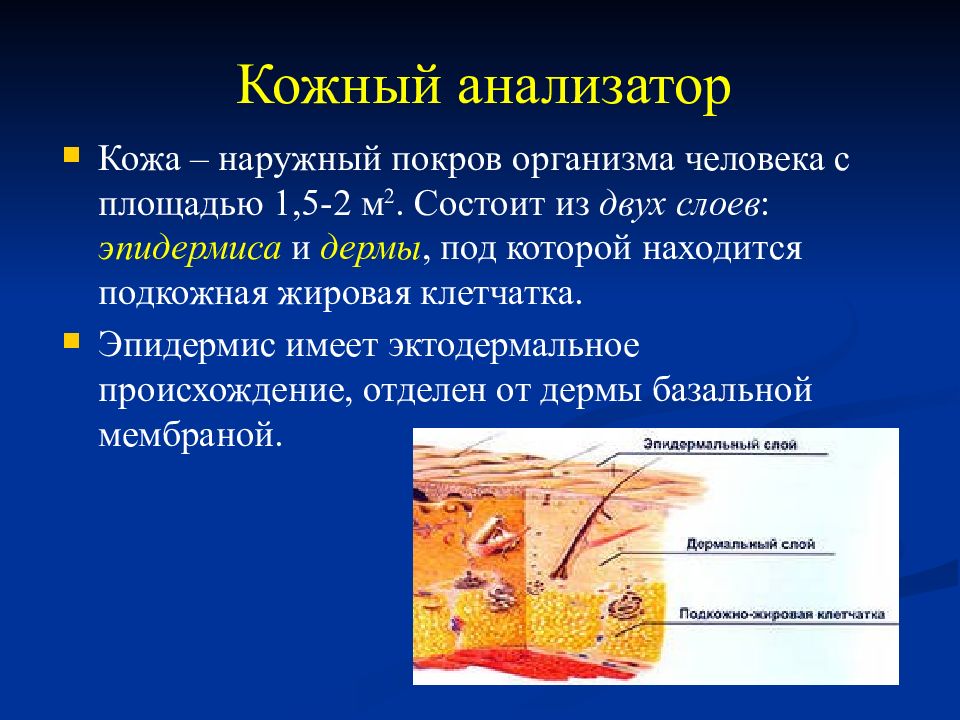 Тактильный анализатор физиология схема