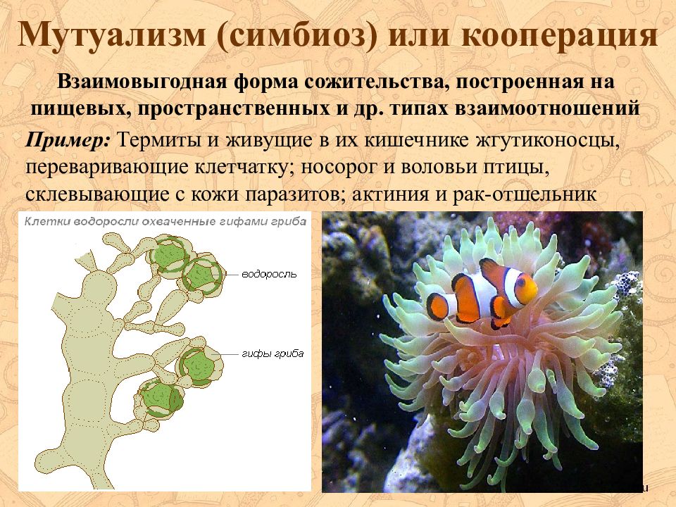 Симбиоз мутуализм картинки