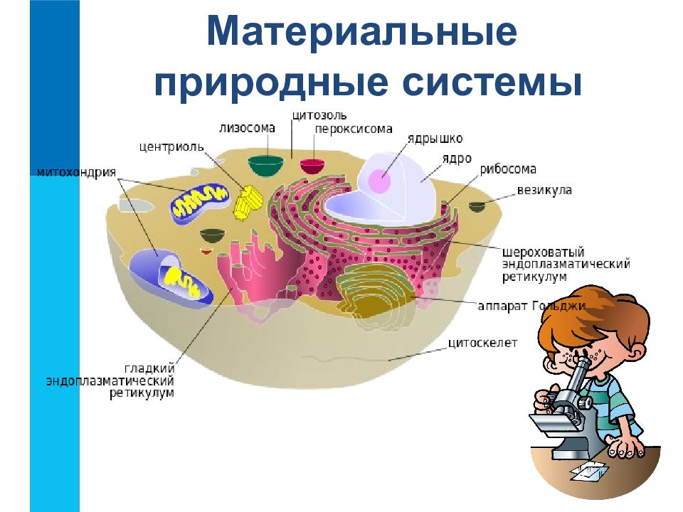 Природные материальные. Материальные природные системы. Примеры природных систем и искусственных систем. Природная система картинки. Разнообразие систем.