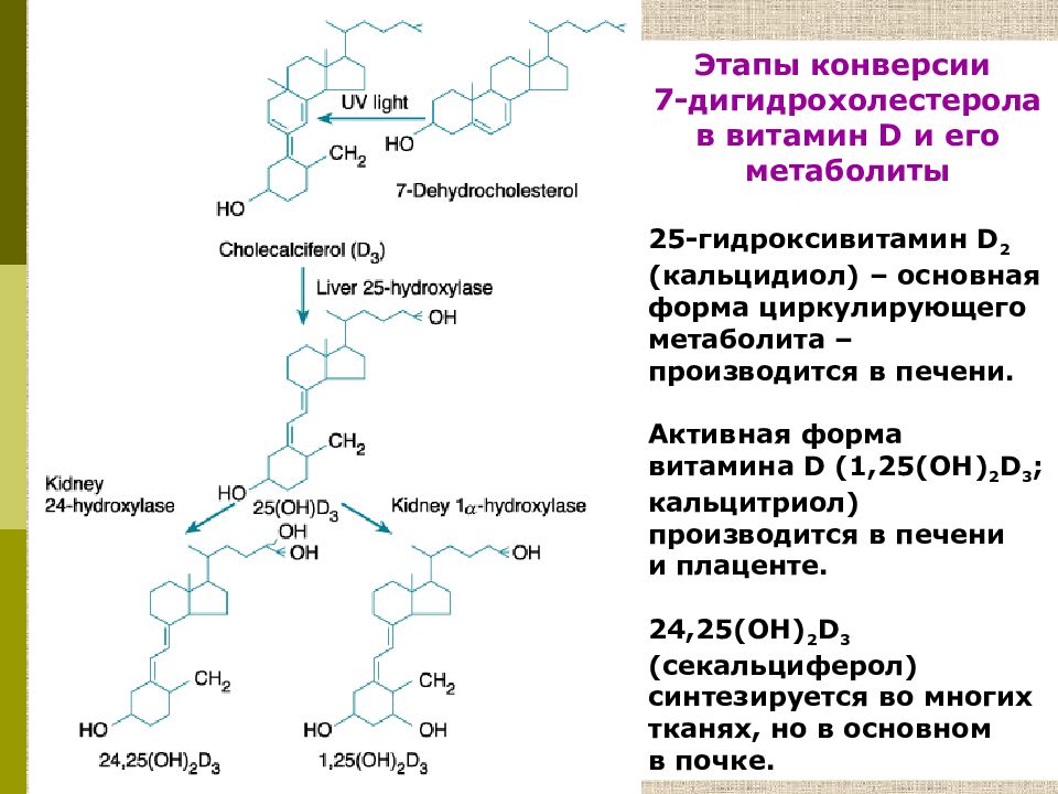 Фосфорно кальциевый обмен биохимия презентация